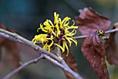 HAMAMELIS MOLLIS