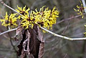 HAMAMELIS MOLLIS