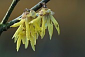 CHIMONANTHUS PRAECOX LUTEUS