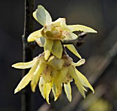 CHIMONANTHUS PRAECOX LUTEUS