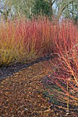 WINTER WALK - PATH THROUGH CORNUS STEMS - RHS WISLEY