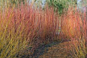 PATHWAY THROUGH CORNUS WINTER COLOURED STEMS