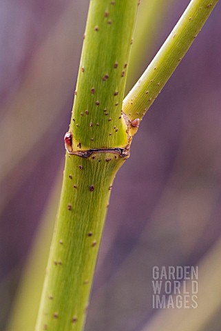 ACER_NEGUNDO_WINTER_LIGHTNING