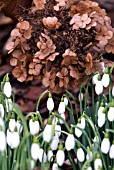 HYDRANGEA QUERCIFOLIA UNDERPLANTED WITH GALANTHUS