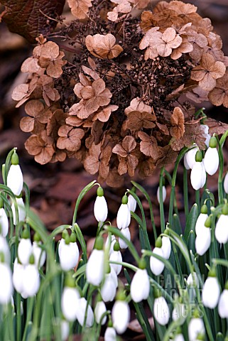 HYDRANGEA_QUERCIFOLIA_UNDERPLANTED_WITH_GALANTHUS