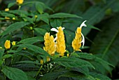 SHRIMP PLANT - PACHYSTACHYS LUTEA