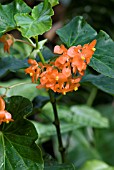 BEGONIA ORANGE RUBRA