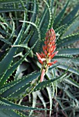 ALOE X SPINOSISSIMA