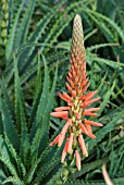 ALOE X SPINOSISSIMA