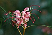 GREVILLEA JOHNSONII