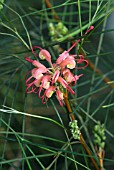 GREVILLEA JOHNSONII