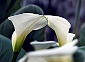 ARUM LILY - ZANTEDESCHIA AETHIOPICA