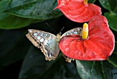 BUTTERFLY ON FLAMINGO FLOWER