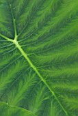 COLOCASIA ESCULENTA LEAF