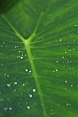 WATER DROPLETS ON COLOCASIA ESCULENTA LEAF