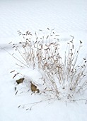 BOUTELOUA GRACILIS IN SNOW