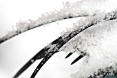 SNOW CRYSTALS ON BLACK OPHIOPOGON LEAVES