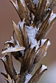 SNOW CRYSTALS ON EVENING PRIMROSE SEED HEADS