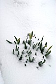 DAFFODILS EMERGING AFTER SNOW FALL