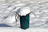 OPHIOPOGON IN THE SNOW