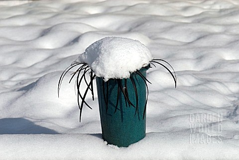 OPHIOPOGON_IN_THE_SNOW