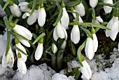 GALANTHUS NIVALIS EMERGING THROUGH THE SNOW