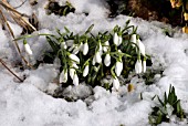 GALANTHUS NIVALIS EMERGING THROUGH THE SNOW