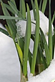 NARCISSUS EMERGING THROUGH SNOW