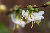 LONICERA X PURPUSII