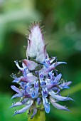 PLECTRANTHUS ARGENTATUS