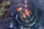 ECHEVERIA AFTERGLOW