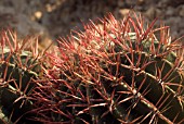 FEROCACTUS VIRIDESCENS