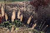 PENNISETUM SEEDHEADS IN WINTER BORDER