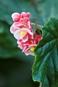 BEGONIA GINNY