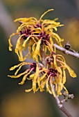 HAMAMELIS X INTERMEDIA ORANGE PEEL