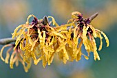 HAMAMELIS X INTERMEDIA ORANGE PEEL