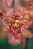 ODONTOGLOSSUM ORCHID HYBRID