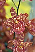 ODONTOGLOSSUM ORCHID HYBRID