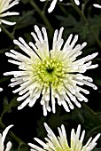 CHRYSANTHEMUM DELIANNE