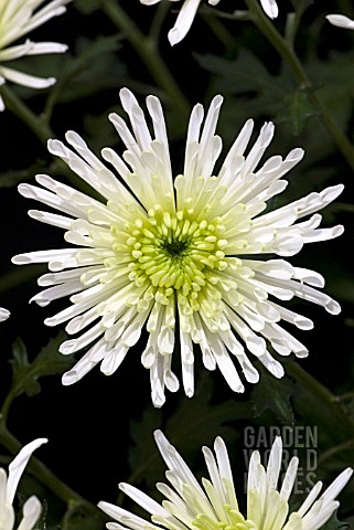 CHRYSANTHEMUM_DELIANNE