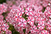 PHLOX PANICULATA PEPPERMINT TWIST