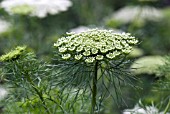 AMMI MAJUS