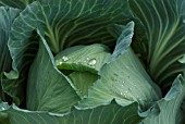 ROBINSONS GIANT CABBAGE