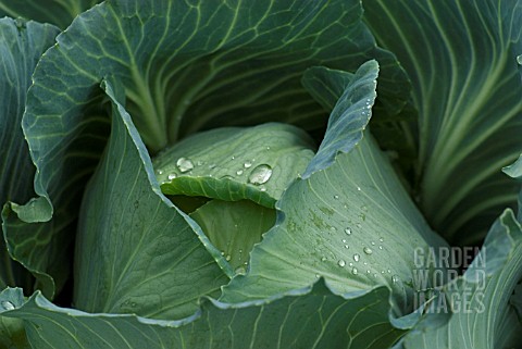 ROBINSONS_GIANT_CABBAGE