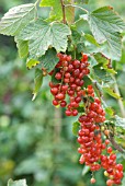 REDCURRANT RONADA