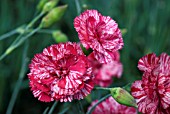 DIANTHUS COSMIC SWIRLS