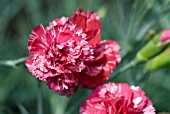 DIANTHUS COSMIC SWIRLS