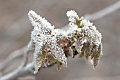 YOUNG LEAVES EMERGING COVERED IN LATE HOAR FROST
