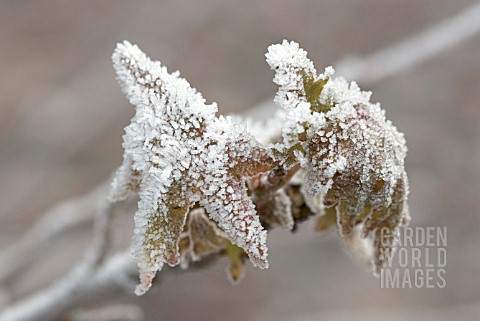 YOUNG_LEAVES_EMERGING_COVERED_IN_LATE_HOAR_FROST