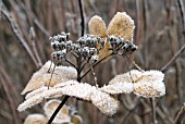 HOAR FROST ON HYDRANGEA SEED HEAD